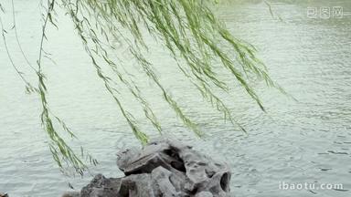 湖边随风飘曳的杨柳树自然风光