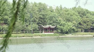 湖边随风飘曳的杨柳树自然风光