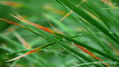 雨后的草丛微距拍摄雨珠露水