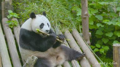 大熊猫躺着悠闲吃竹子4K实拍