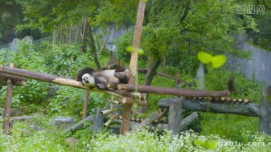 大熊猫悠闲躺在树上嬉戏4K实拍