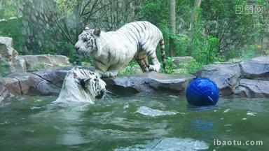 孟加拉白虎在水池游泳4K实拍