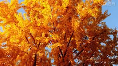 金色的银杏树