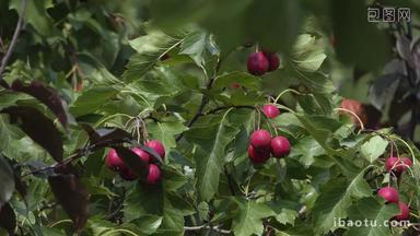 4K山楂树木果树果实成熟红果