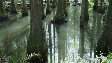 自然风景水中树干倒影实拍4K