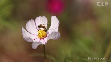 实拍蜜蜂花朵上采蜜