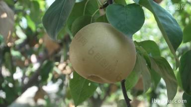 农业水果种植特写梨秋月梨实拍