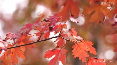 秋天的枫树叶子红叶