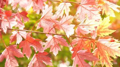 枫树枫叶实拍视频叶子秋天