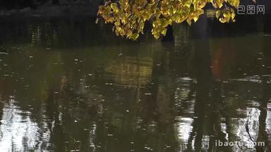 4K湖水秋季旅游树叶