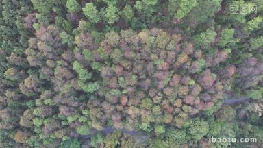 森林植物秋色航拍