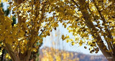秋天阳光下的金色桦树叶