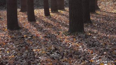 4K树叶落叶秋季树木空镜