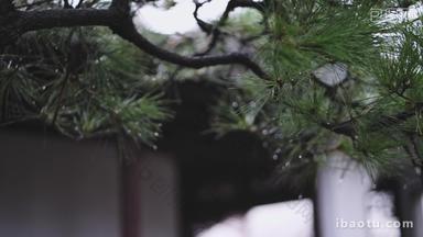 秋天雨中的罗汉松实拍<strong>视频</strong>