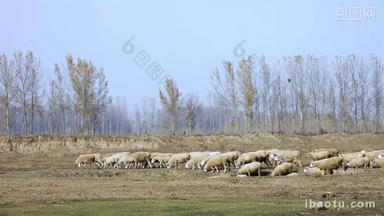 4K羊群野外放牧牧羊犬
