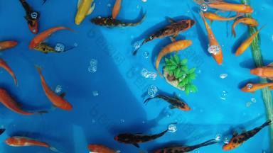 观赏鱼鱼缸里的金鱼实拍