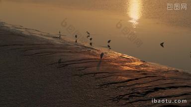 <strong>杭州钱塘江</strong>滩涂湿地候鸟白鹭夕阳