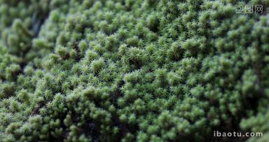 大自然森林生态环境土壤苔藓特写