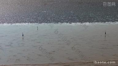 钱塘江潮水湿地滩涂鹭鸟候鸟