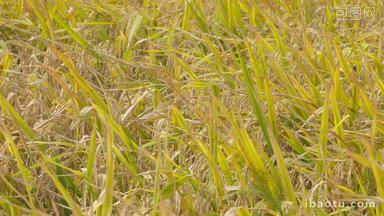 秋天水稻穗大米粮食成熟丰收