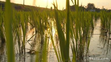 清晨阳光照射在田野水稻秧苗上