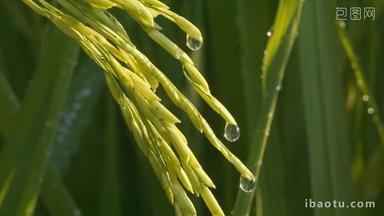 清晨水稻穗露珠滴水粮食大米