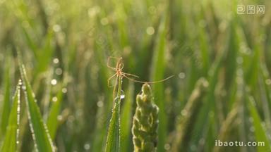 清晨露珠水稻上的蜘蛛微距特写