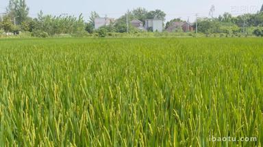 农村乡村水稻粮食庄稼成熟
