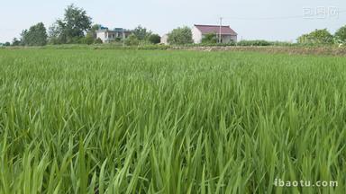 农村水稻小麦扶着微风唯美静谧
