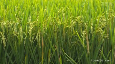 农村水稻田野稻穗五常大米丰收