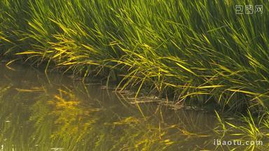 黄昏夕阳下金色的水稻田野