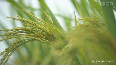 成熟的水稻穗随风摇摆丰收大米