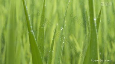 雨水滋润植物水稻秧苗露珠