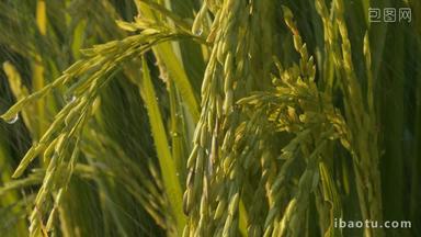 雨水滋润灌溉水稻穗粮食大米