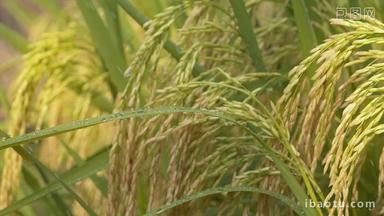 雨水滋润灌溉水稻五常大米粮食