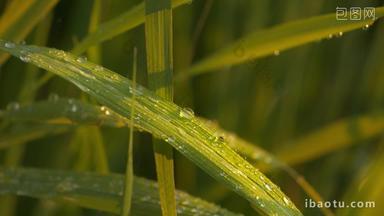 雨水滋润灌溉浇水稻粮食植物