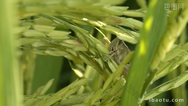 夏天水稻穗上的蝗虫害虫昆虫