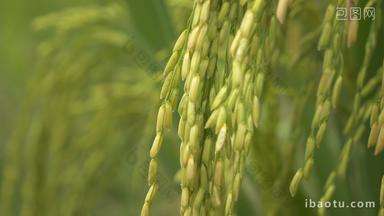 夏天水稻穗成熟田野粮食丰收