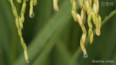 夏天清晨水稻穗大米上的露珠
