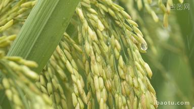 夏末雨水滋润水稻穗五常大米