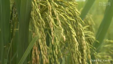 夏末水稻穗成熟粮食庄稼丰收
