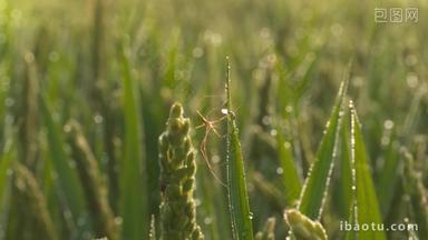 夏末秋初清晨水稻上的蜘蛛晨露珠