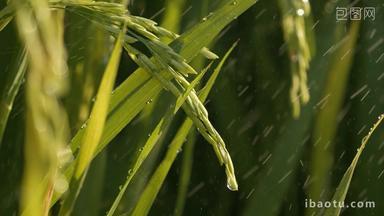 下雨水稻滋润灌溉浇水粮食