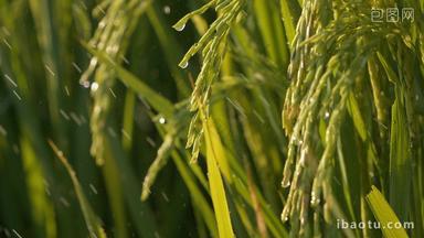 下雨水稻穗滋润灌溉浇水大米