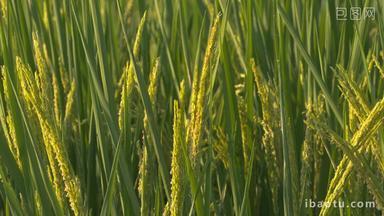 夕阳下金色的水稻穗稻花大米