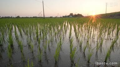 夕阳下的稻田插秧水稻苗安静悠闲