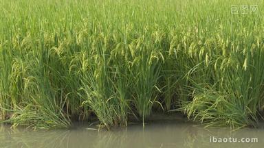 水田野水稻穗粮食丰收五常大米