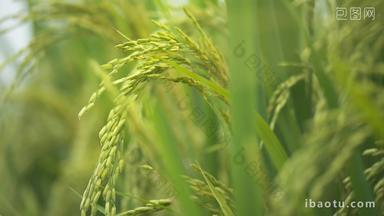 水稻小麦五常大米稻穗丰收