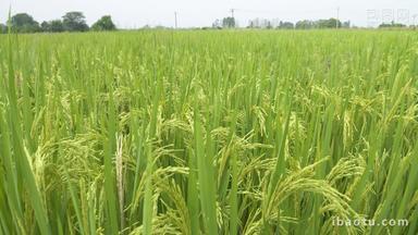 水稻小麦粮食庄稼五常大米丰收