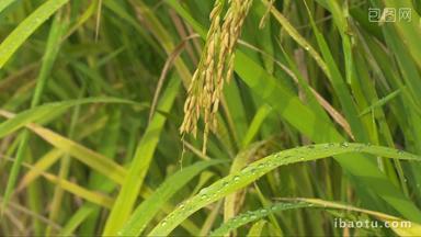水稻<strong>田野</strong>农村下雨滋润灌溉